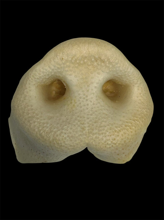 AA Pig Snout